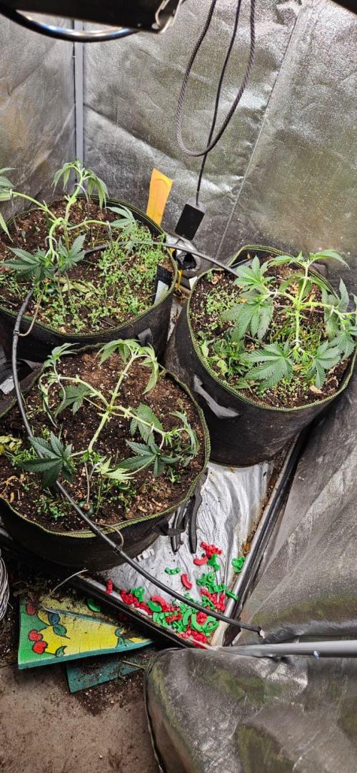 Growjourney in Livingsoil. Week 4