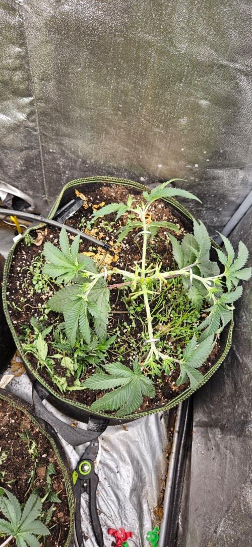 Growjourney in Livingsoil. Week 4