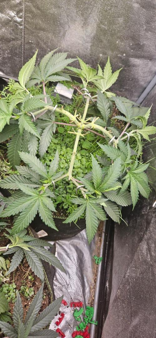 Growjourney in Livingsoil. Week 5