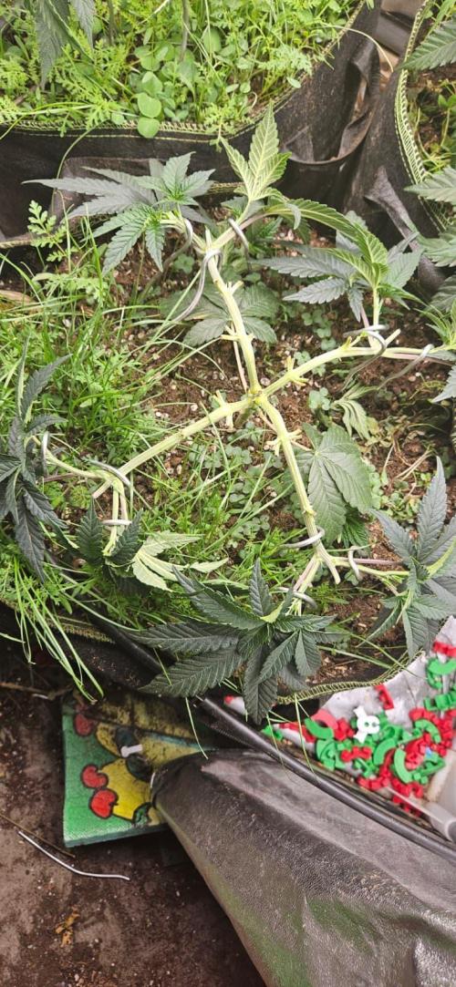 Growjourney in Livingsoil. Week 5