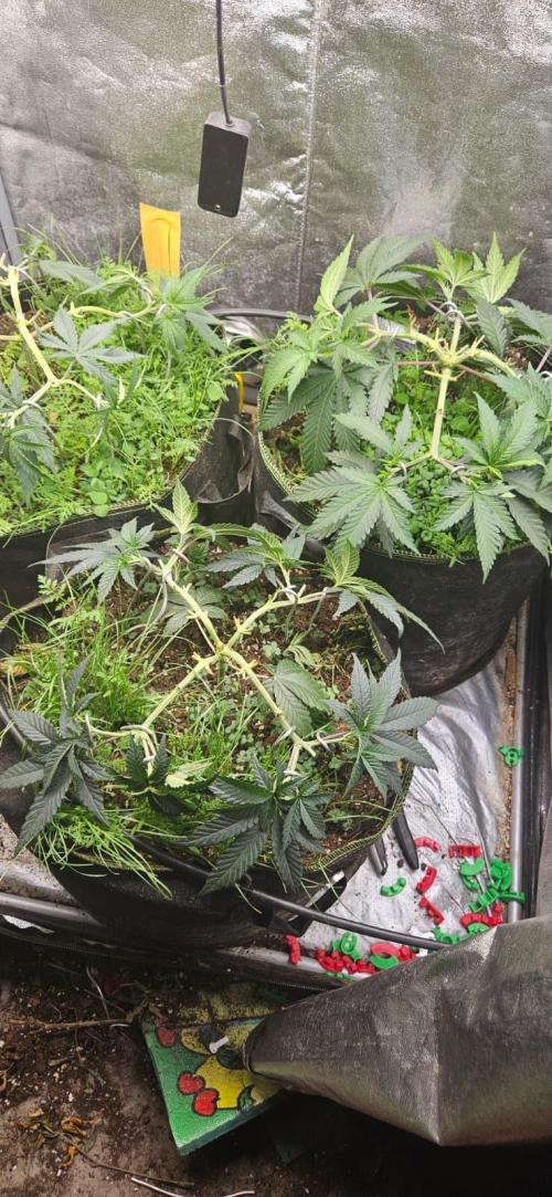 Growjourney in Livingsoil. Week 5