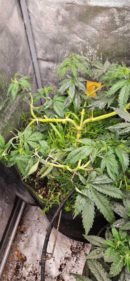 Growjourney in Livingsoil. Week 6