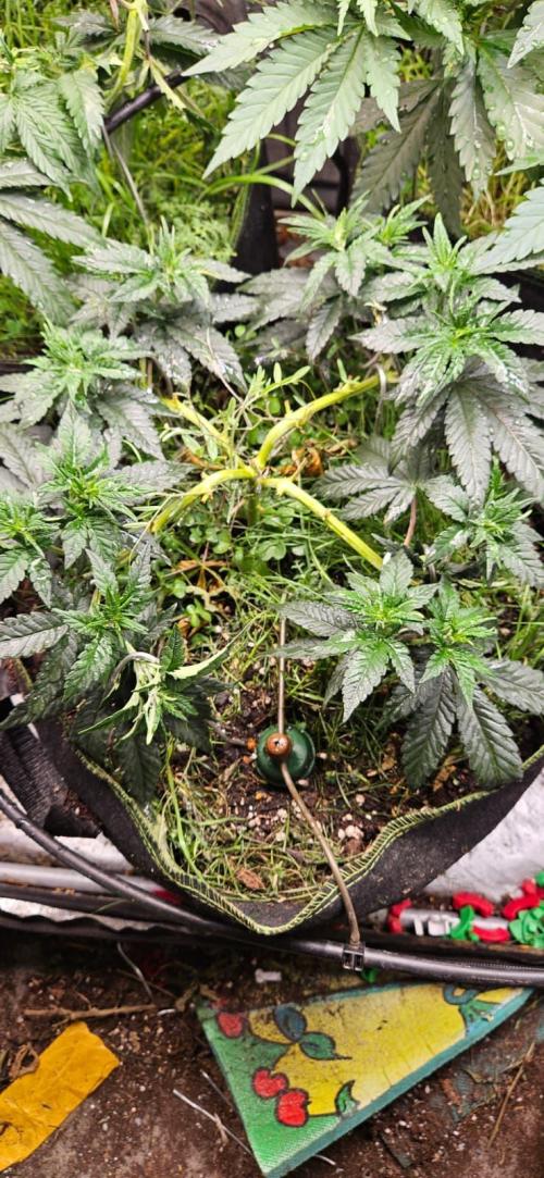 Growjourney in Livingsoil. Week 6