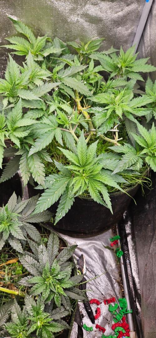 Growjourney in Livingsoil. Week 6