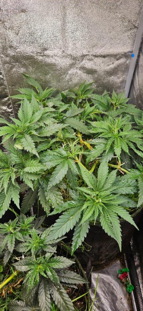 Growjourney in Livingsoil. Week 6