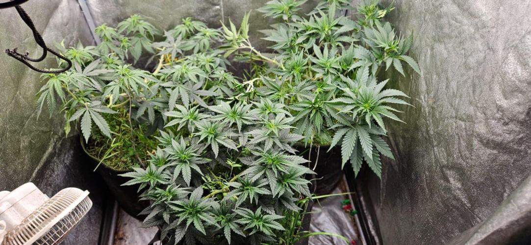 Growjourney in Livingsoil. Week 7