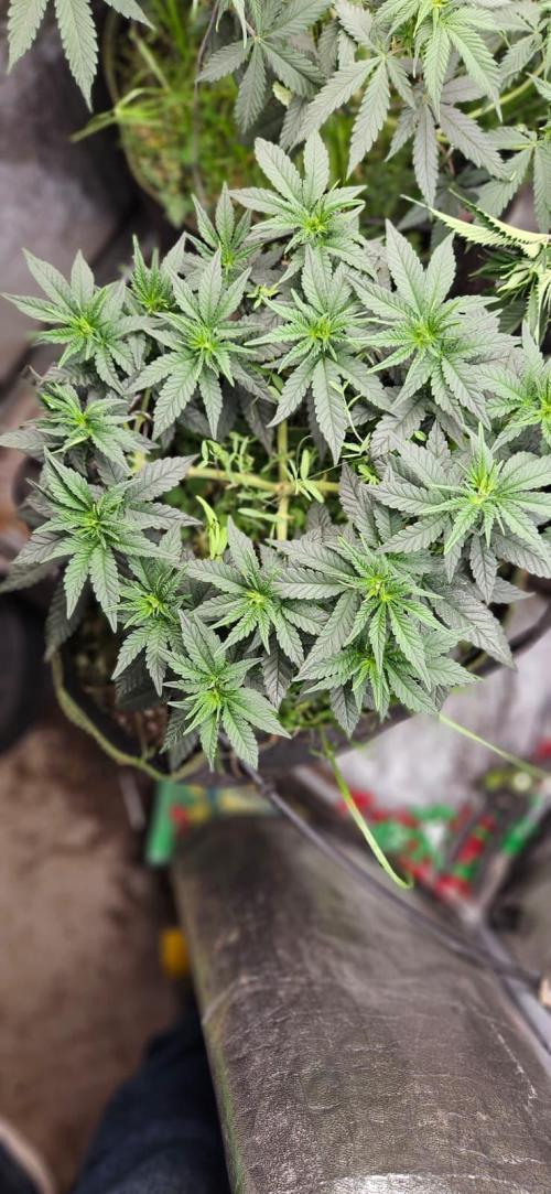 Growjourney in Livingsoil. Week 7