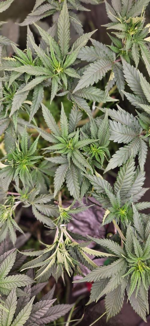 Growjourney in Livingsoil. Week 7