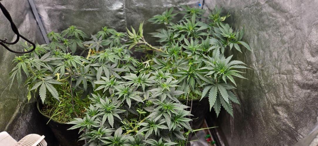 Growjourney in Livingsoil. Week 7