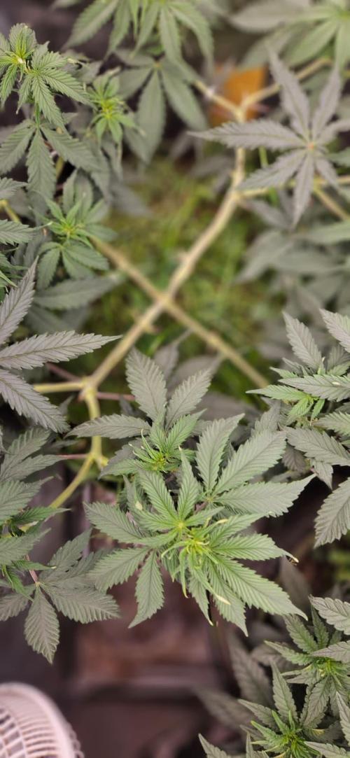 Growjourney in Livingsoil. Week 7