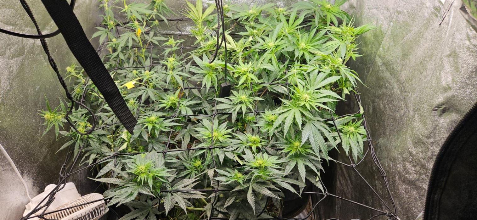 Growjourney in Livingsoil. Week 11