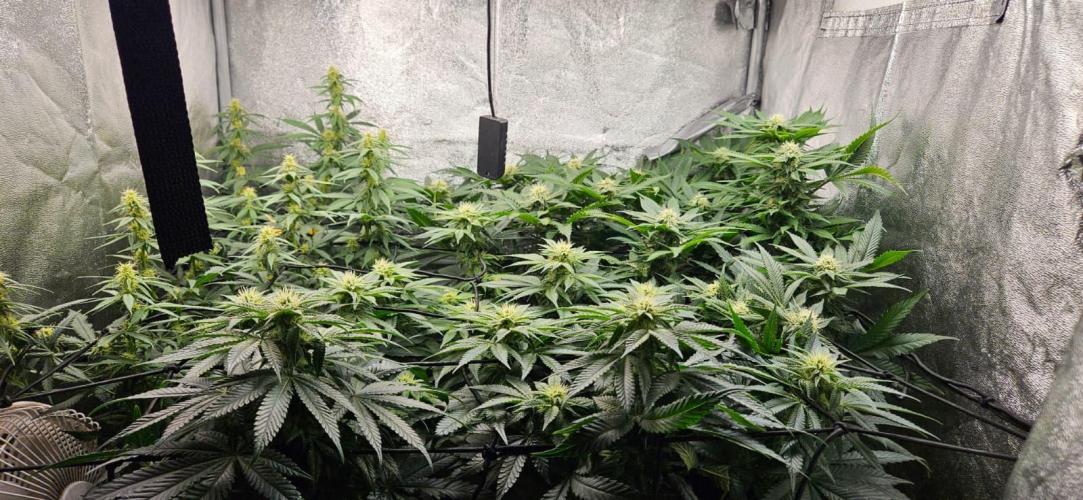 Growjourney in Livingsoil. Week 13