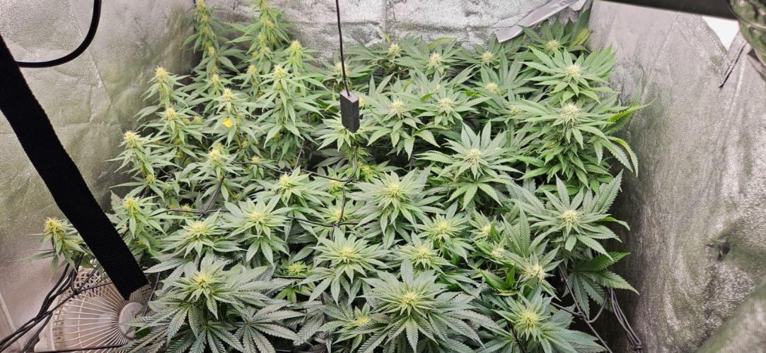 Growjourney in Livingsoil. Week 13