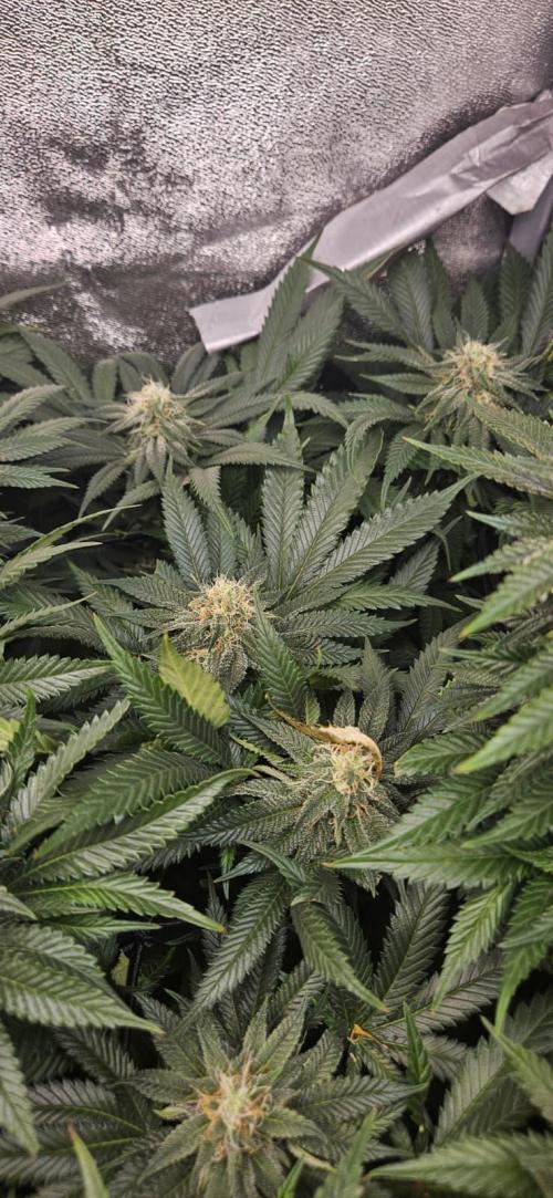 Growjourney in Livingsoil. Week 14