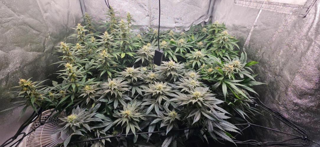 Growjourney in Livingsoil. Week 14