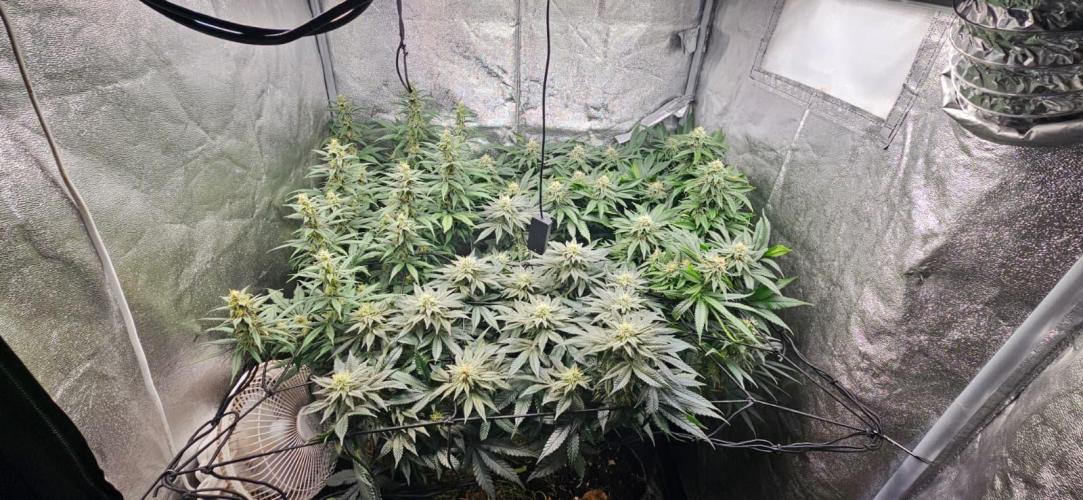 Growjourney in Livingsoil. Week 14