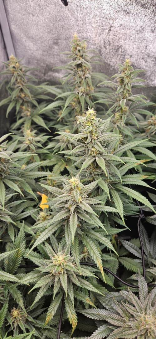 Growjourney in Livingsoil. Week 15