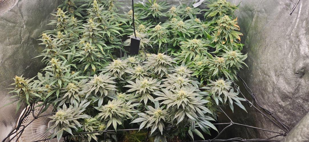 Growjourney in Livingsoil. Week 15