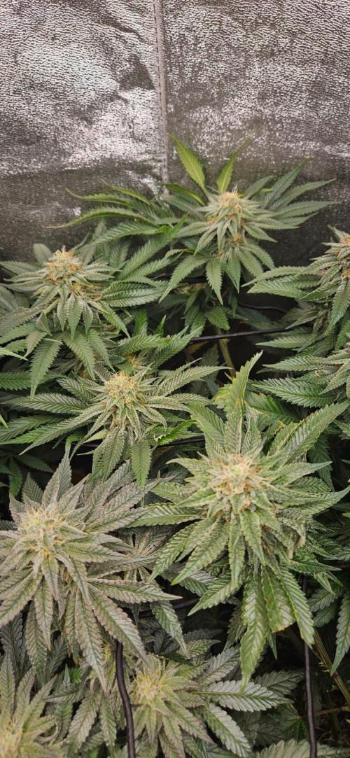 Growjourney in Livingsoil. Week 15