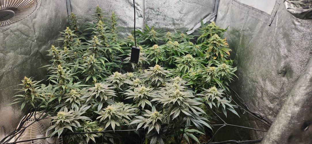 Growjourney in Livingsoil. Week 15