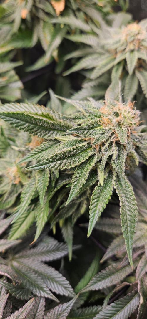 Growjourney in Livingsoil. Week 15