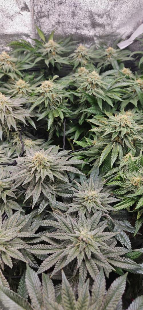 Growjourney in Livingsoil. Week 15