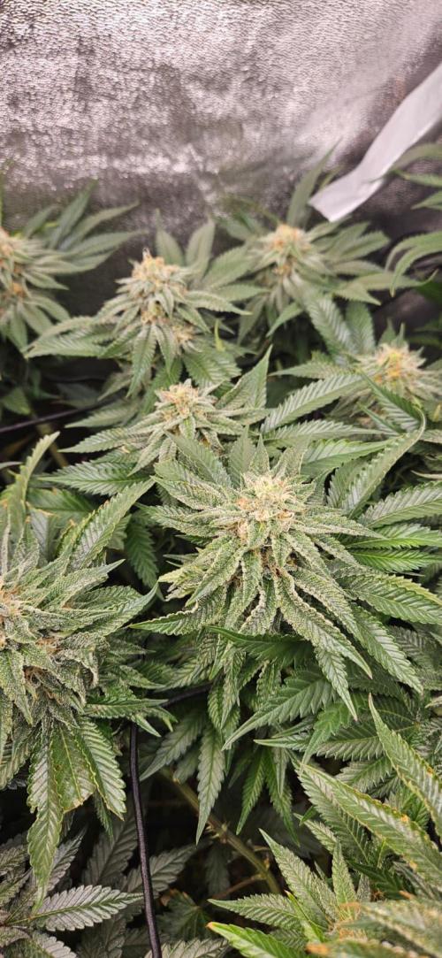 Growjourney in Livingsoil. Week 15