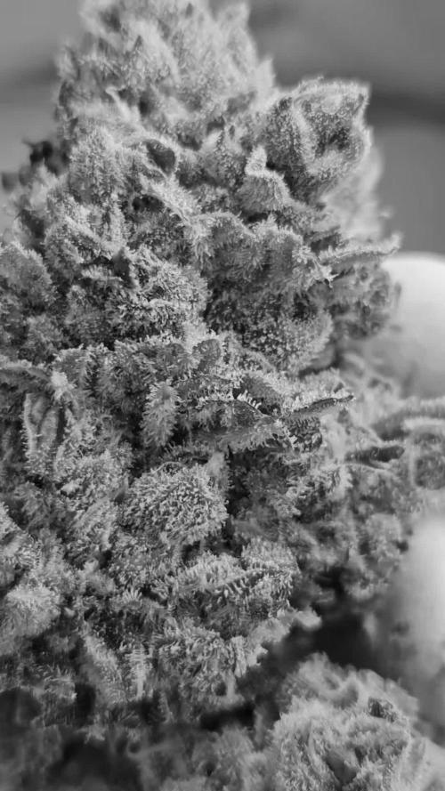 Fast & Fruity: Cherry Auto Ride