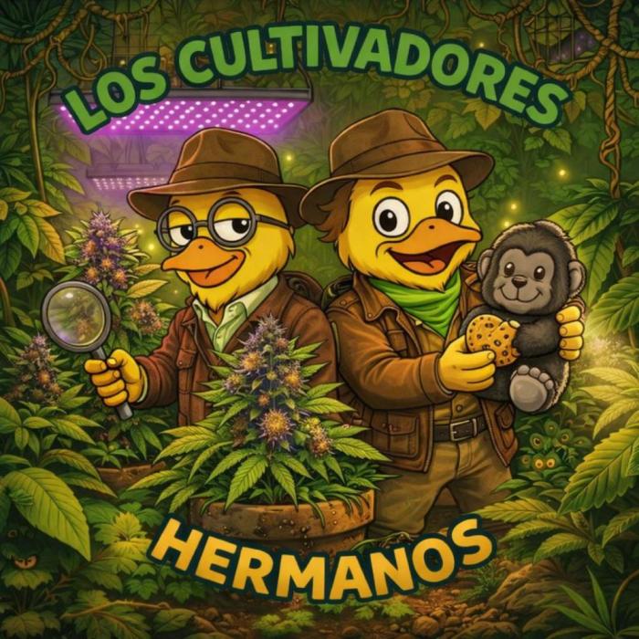 Gorilla Cookies auto by L.C.H. Week 0 - 04.02. Germination started