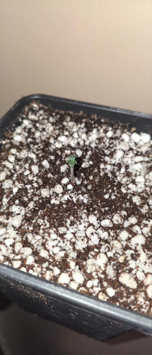 Gorilla Cookies auto by L.C.H. Week 0 - 08.08