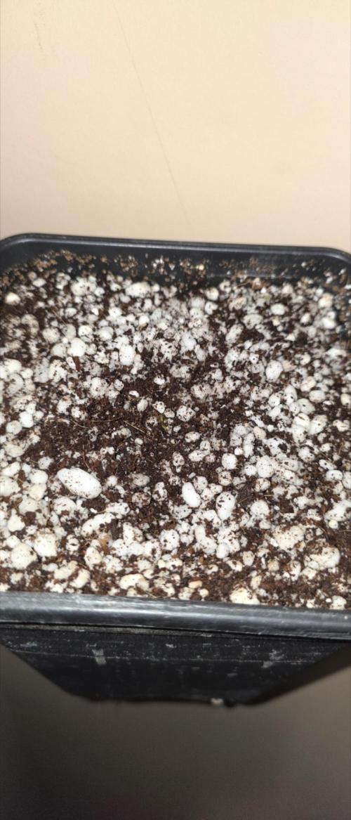 Gorilla Cookies auto by L.C.H. Week 0 - 07.08 