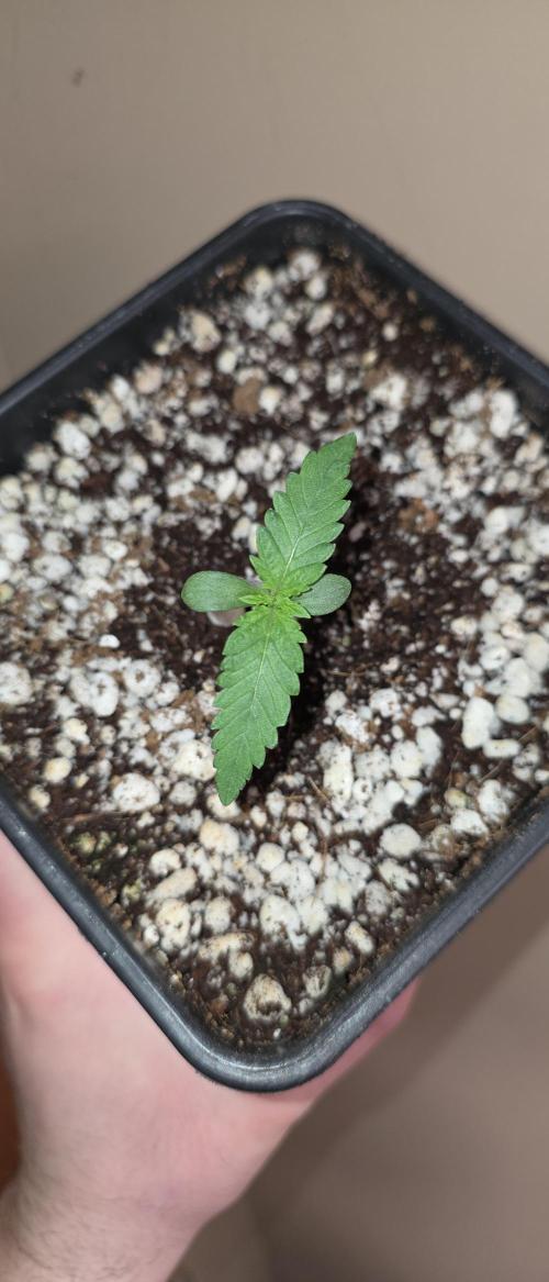 Gorilla Cookies auto by L.C.H. Week 0 - 13.02