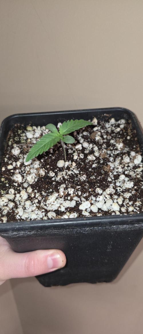 Gorilla Cookies auto by L.C.H. Week 0 - 13.02