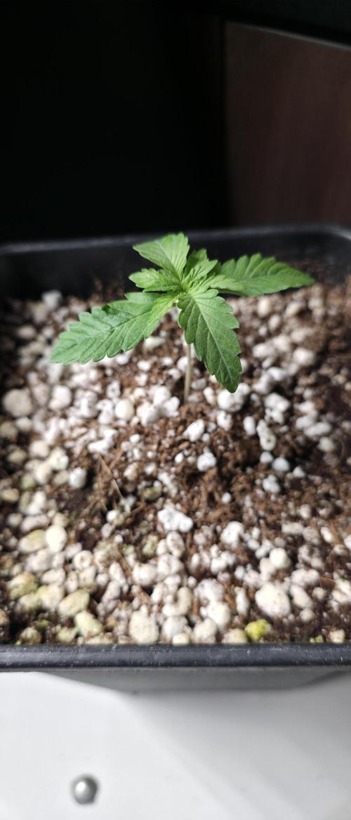 Gorilla Cookies auto by L.C.H. Week 1 - 15.02 first week of vegetation