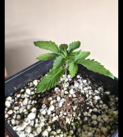 Gorilla Cookies auto by L.C.H. Week 1 - 19.02