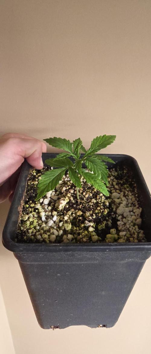 Gorilla Cookies auto by L.C.H. Week 1