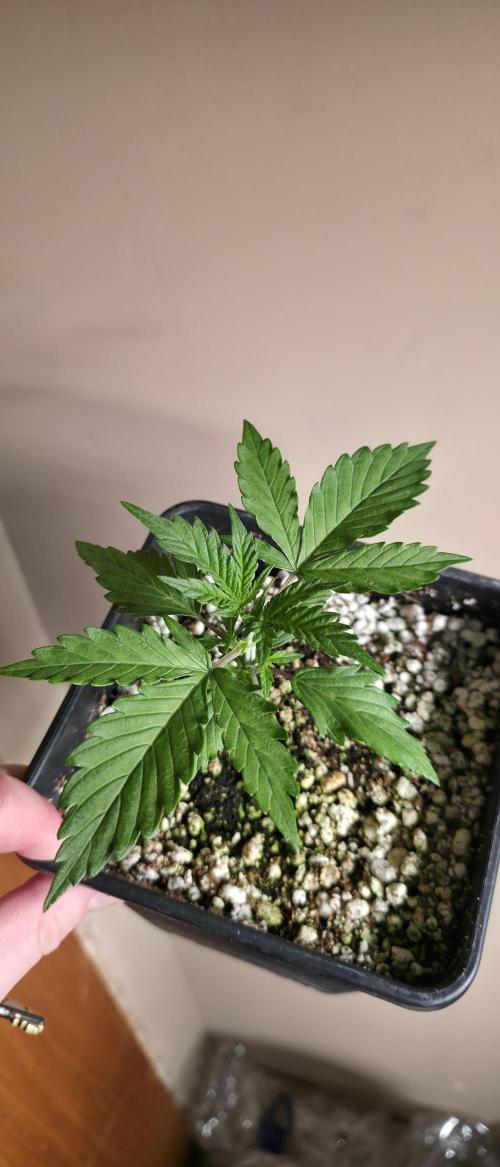 Gorilla Cookies auto by L.C.H. Week 2 - 22.02 start of week 2