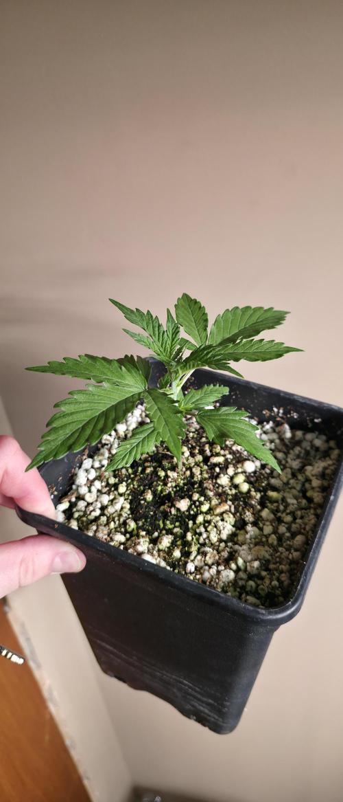 Gorilla Cookies auto by L.C.H. Week 2 - 22.02 start of week 2