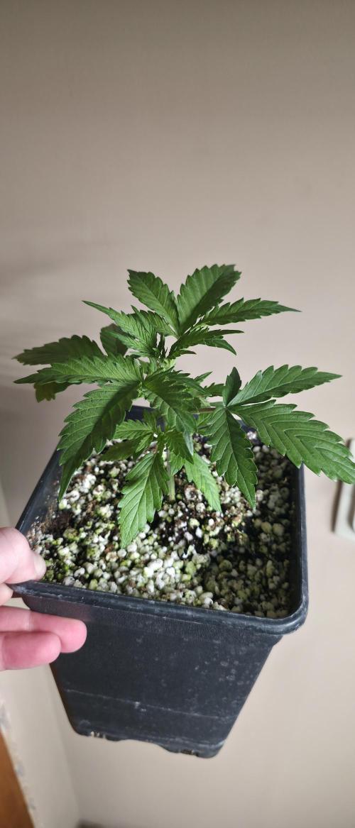Gorilla Cookies auto by L.C.H. Week 2 - 26.02