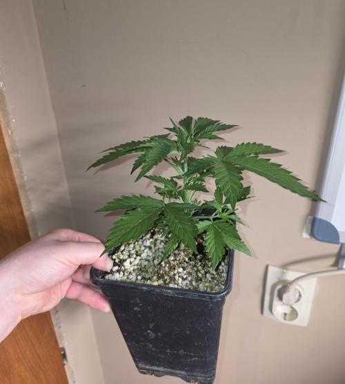 Gorilla Cookies auto by L.C.H. Week 2 - 01.03