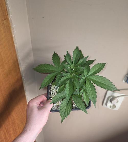 Gorilla Cookies auto by L.C.H. Week 2 - 01.03
