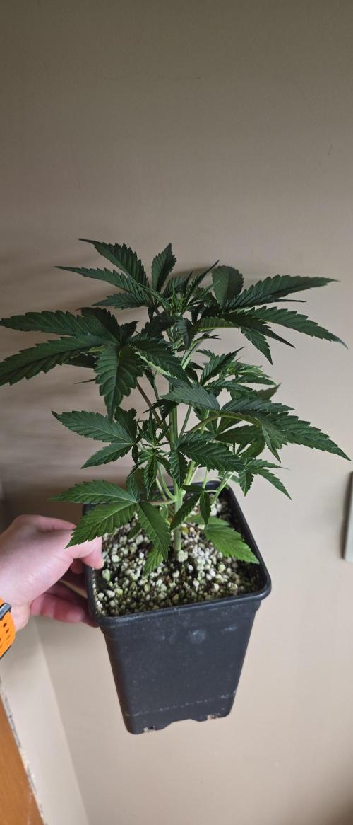Gorilla Cookies auto by L.C.H. Week 3 - 06.03 start of week 3