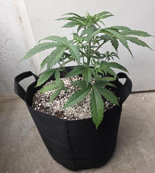 Gorilla Cookies auto by L.C.H. Week 3 - 07.03 Transplanted