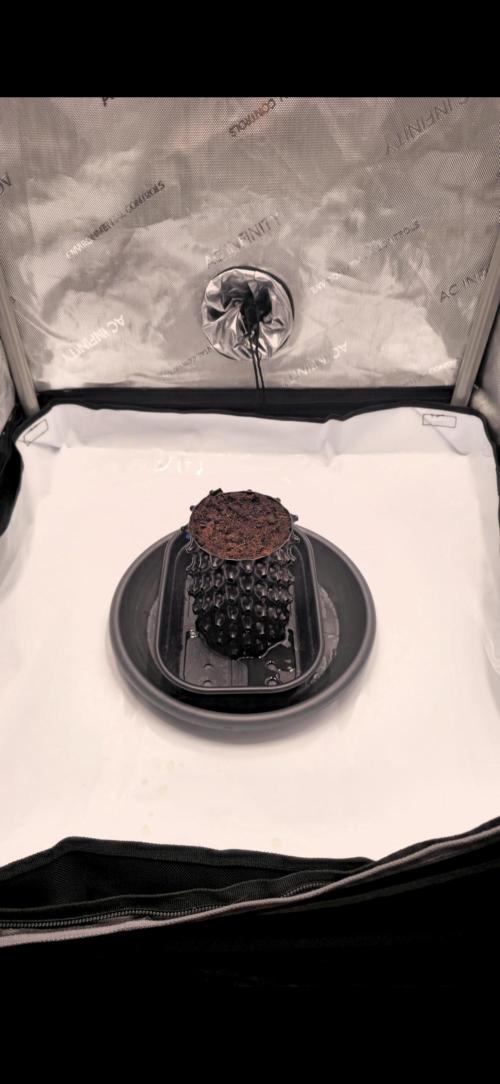 Blueberry Pancakes. Week 0