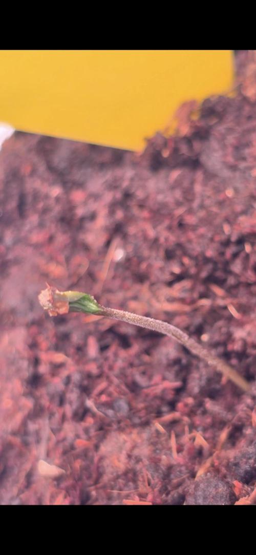 Blueberry Pancakes. Week 0