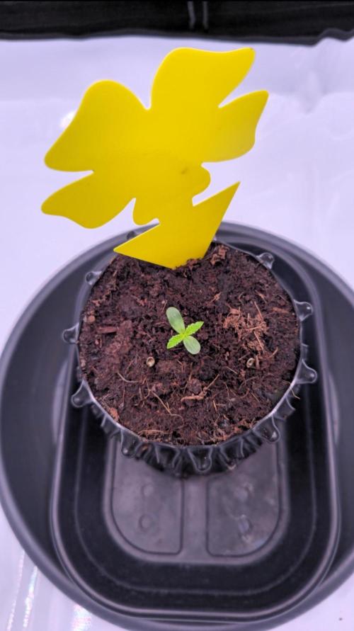 Blueberry Pancakes. Week 1