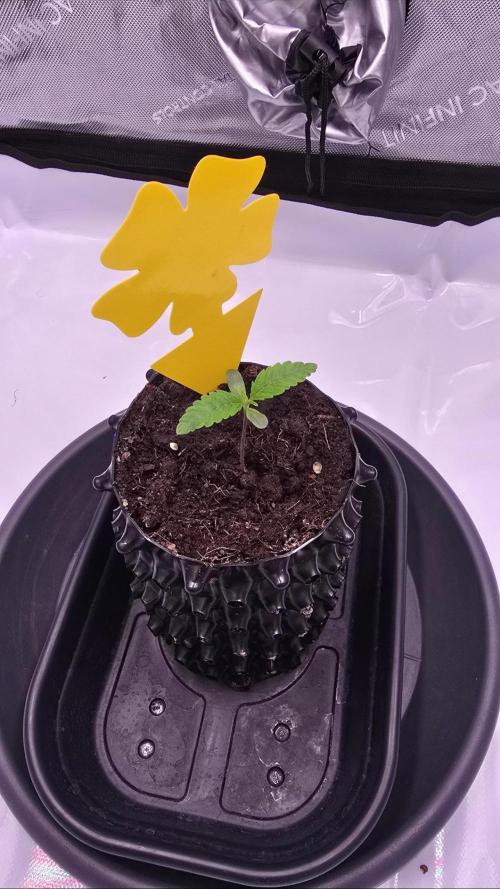 Blueberry Pancakes. Week 1