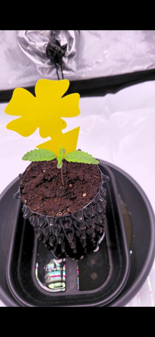 Bio | P-limitation to enhance symbiosis. Week 2