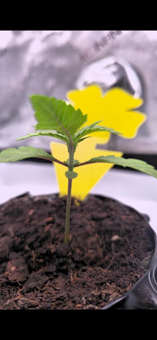 Bio | P-limitation to enhance symbiosis. Week 2