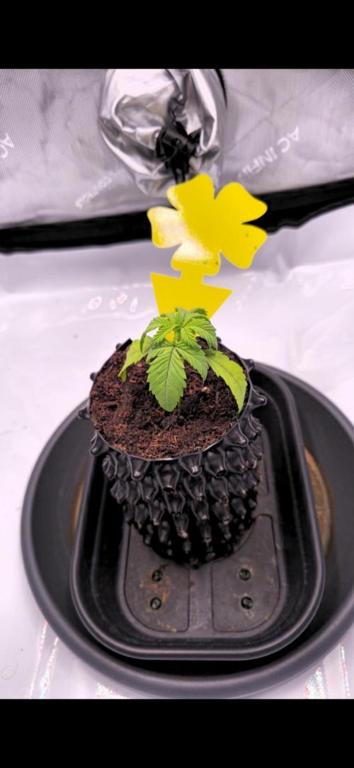 Bio | P-limitation to enhance symbiosis. Week 3